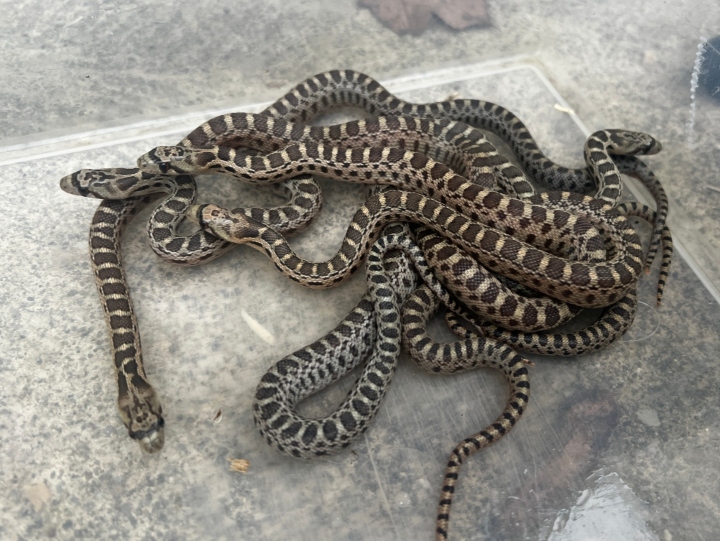 Pacific Gopher Snakes